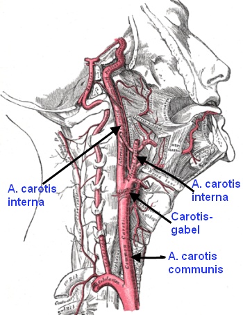 Arteria carotis