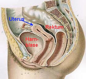 Uterus und Endometrium