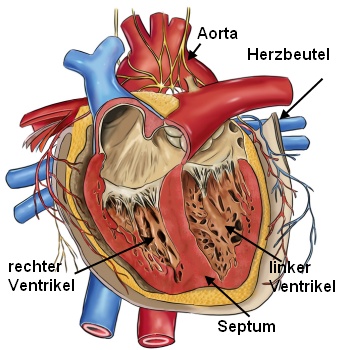 Herz mit Herzkammern