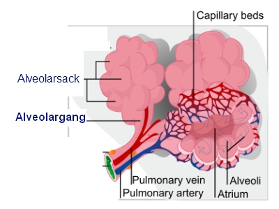 Alveolen der Lunge (Lungenbläschen)