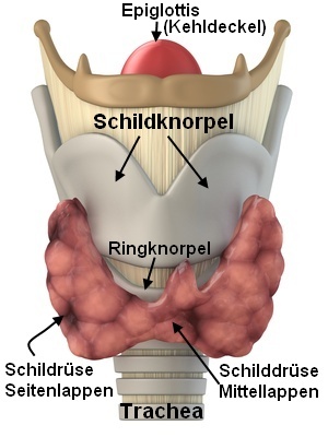 Trachea und Schilddrüse