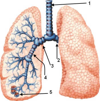 Anatomnie: Lunge und Luftwege