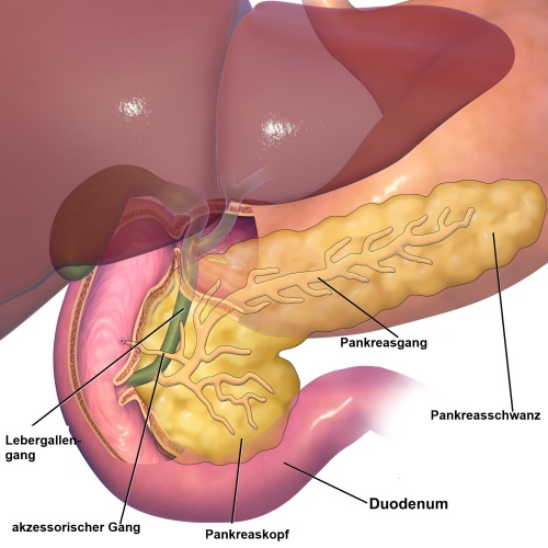 Anatomie Gallenwege