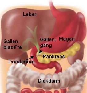 Lage der Bauchspeicheldruese (Pankreas)