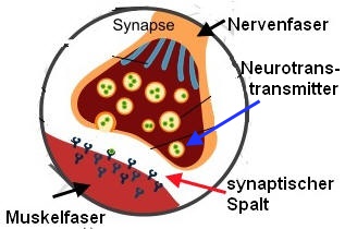 Neurotransmitter (Botenstoffe)