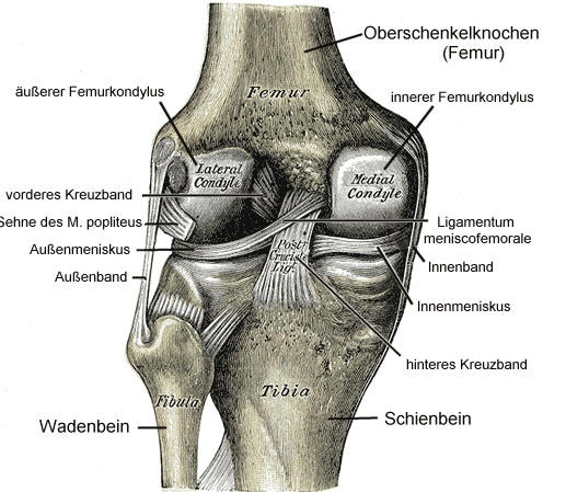 Knie Anatomie für Heilberufe